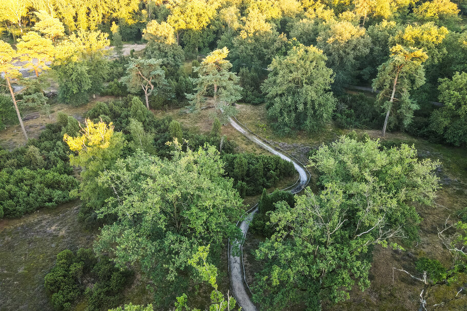 Das Bild zeigt einen Waldweg in der Bockholter Bergen